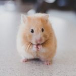 Hamster Care - selective focus photography of brown hamster