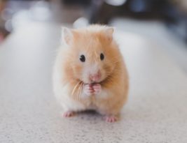 Caring for Your Hamster: the Essentials