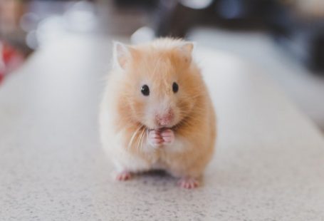Hamster Care - selective focus photography of brown hamster