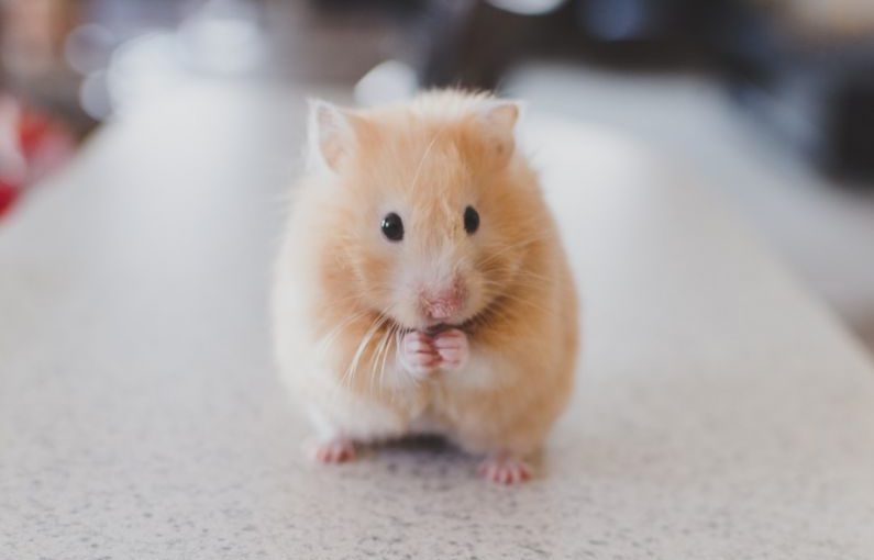 Hamster Care - selective focus photography of brown hamster