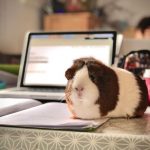 Guinea Pig - white and brown guinea pig on white paper