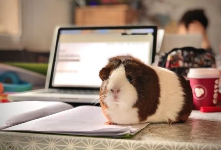 Guinea Pig - white and brown guinea pig on white paper