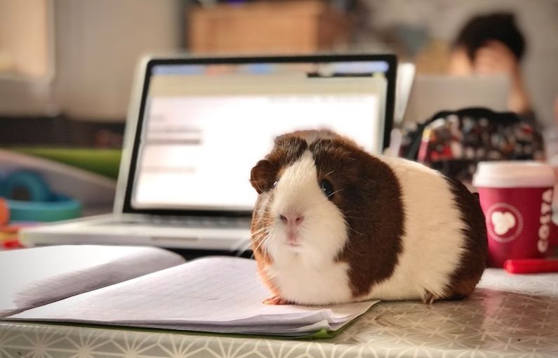 Guinea Pig - white and brown guinea pig on white paper