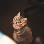 Handling Pets - brown cat on wooden floor