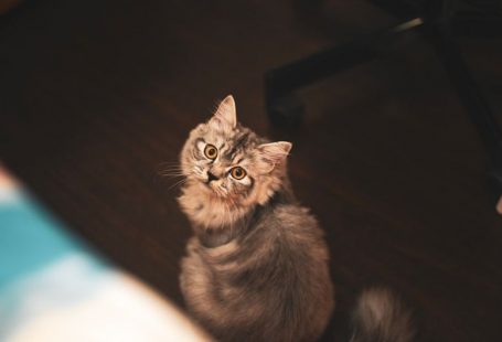 Handling Pets - brown cat on wooden floor