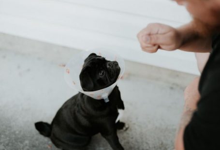 Spaying Neutering - black short coated dog on gray floor