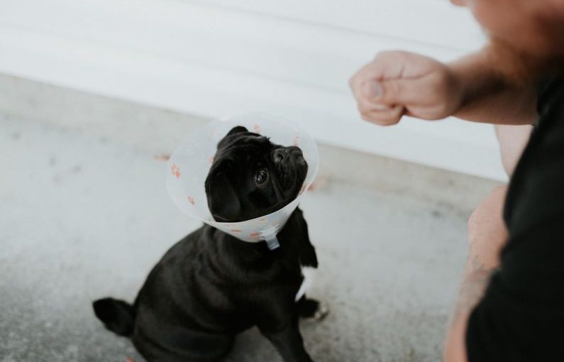 Spaying Neutering - black short coated dog on gray floor