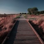 Perfect Habitat - a wooden walkway in the middle of a field