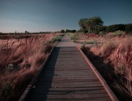 Building the Perfect Habitat for Your Small Mammal