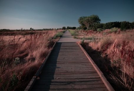 Perfect Habitat - a wooden walkway in the middle of a field