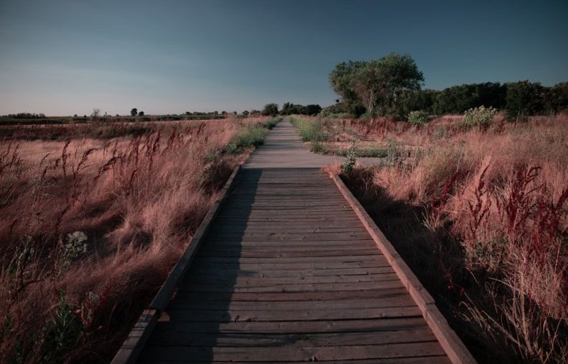 Perfect Habitat - a wooden walkway in the middle of a field