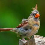 Molting - a small bird perched on a piece of wood