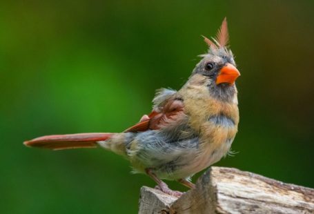 Molting - a small bird perched on a piece of wood