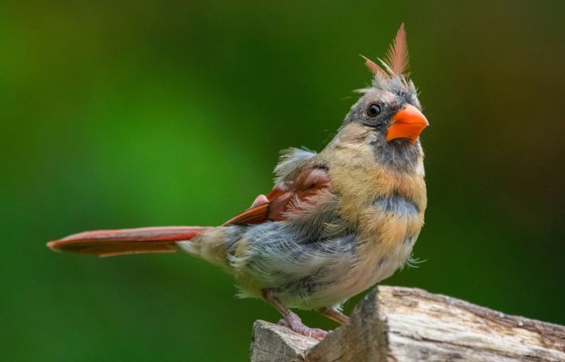 Molting - a small bird perched on a piece of wood