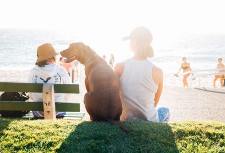 Bonding Pets - short-coated brown dog sit beside person wearing white tank top near beach during daytime