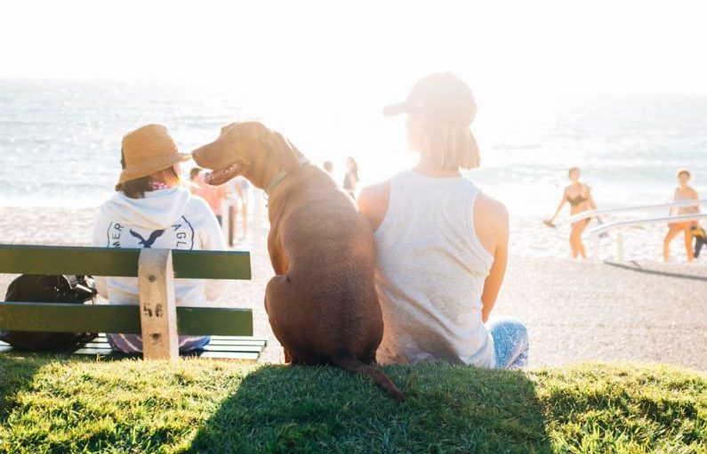 Bonding Pets - short-coated brown dog sit beside person wearing white tank top near beach during daytime