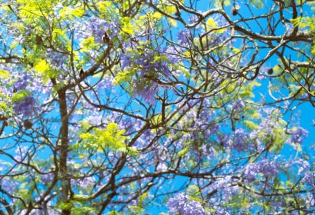 Habitat Exotic - a tree filled with lots of purple and green flowers