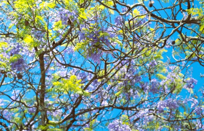 Habitat Exotic - a tree filled with lots of purple and green flowers