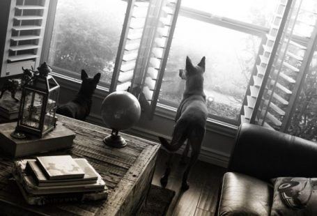 Pet Training - black short coated dog on brown wooden table