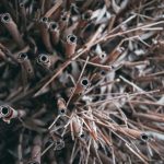 Reptile Health - a close up of a bunch of sticks and needles