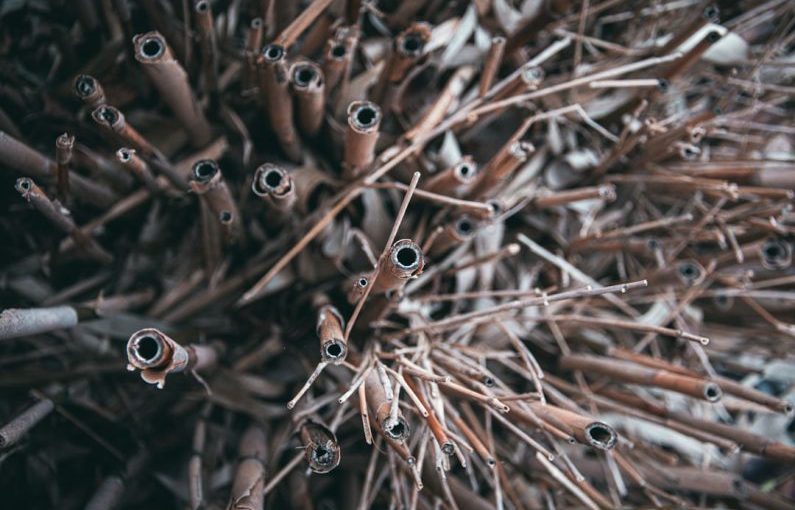 Reptile Health - a close up of a bunch of sticks and needles