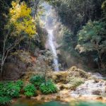 Socializing Exotic - waterfalls and trees