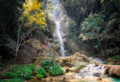 Socializing Exotic - waterfalls and trees