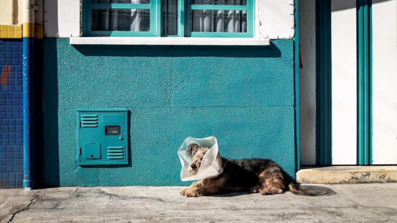 Vet Exotic - brown dog with plastic on his head