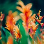 Enrichment Exotic - orange and red petaled flowers