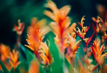 Enrichment Exotic - orange and red petaled flowers