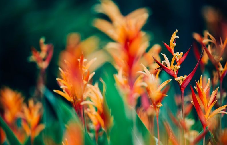 Enrichment Exotic - orange and red petaled flowers