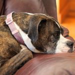 Separation Anxiety - brown and white short coated dog lying on brown leather couch