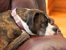 Dealing with Separation Anxiety in Pets