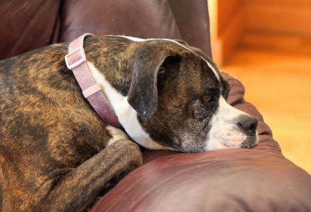 Separation Anxiety - brown and white short coated dog lying on brown leather couch