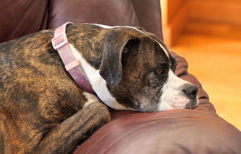 Separation Anxiety - brown and white short coated dog lying on brown leather couch