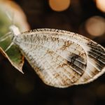 Behavior Exotic - a close up of a butterfly on a leaf