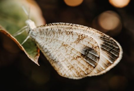 Behavior Exotic - a close up of a butterfly on a leaf