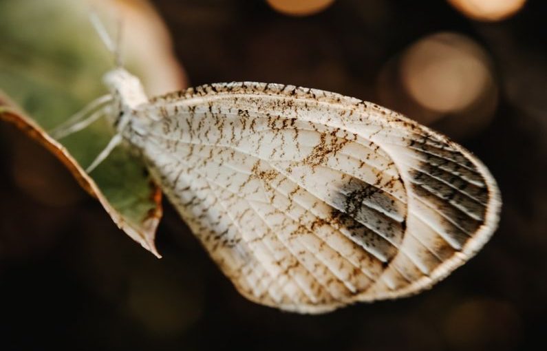 Behavior Exotic - a close up of a butterfly on a leaf