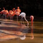 Breeding Exotic - a group of flamingos are standing in the water
