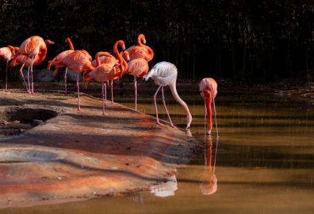 Breeding Exotic - a group of flamingos are standing in the water