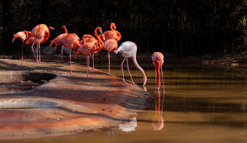 Breeding Exotic - a group of flamingos are standing in the water