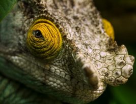 Dealing with the Loss of an Exotic Pet