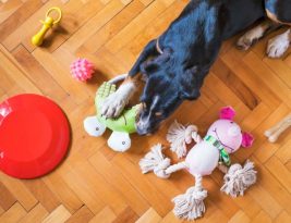 How to Choose the Right Toys for Your Pet