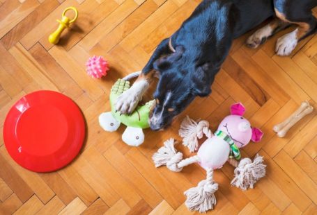 Pet Toys - black and tan short coat medium sized dog lying on floor