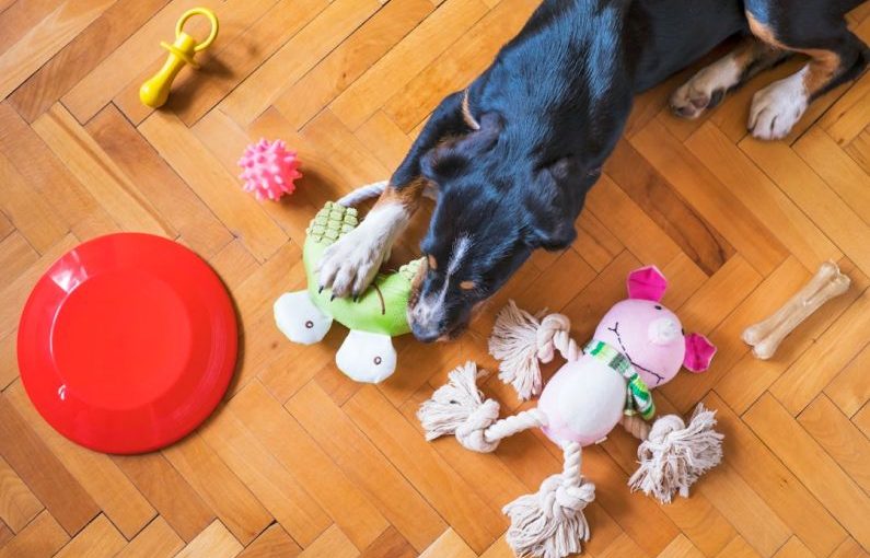 Pet Toys - black and tan short coat medium sized dog lying on floor