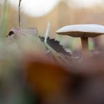 Dangerous Foods - white mushroom in tilt shift lens