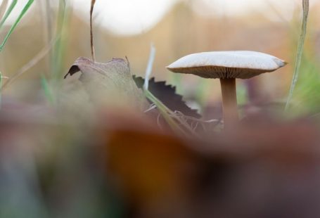 Dangerous Foods - white mushroom in tilt shift lens