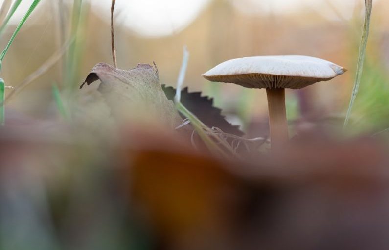 Dangerous Foods - white mushroom in tilt shift lens