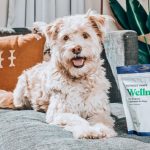 Probiotics Pets - white long coat small dog