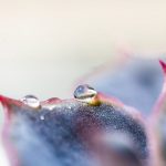 Pet Hydration - a close up of a flower with water droplets on it